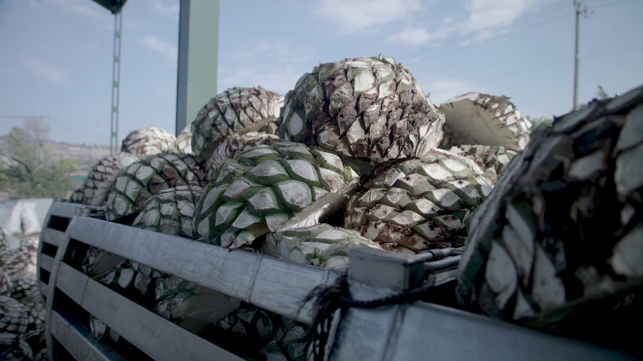 Documental de marca para Tequila Partida